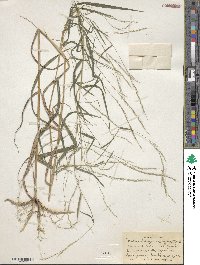 Muhlenbergia sylvatica image