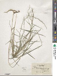 Muhlenbergia sylvatica image