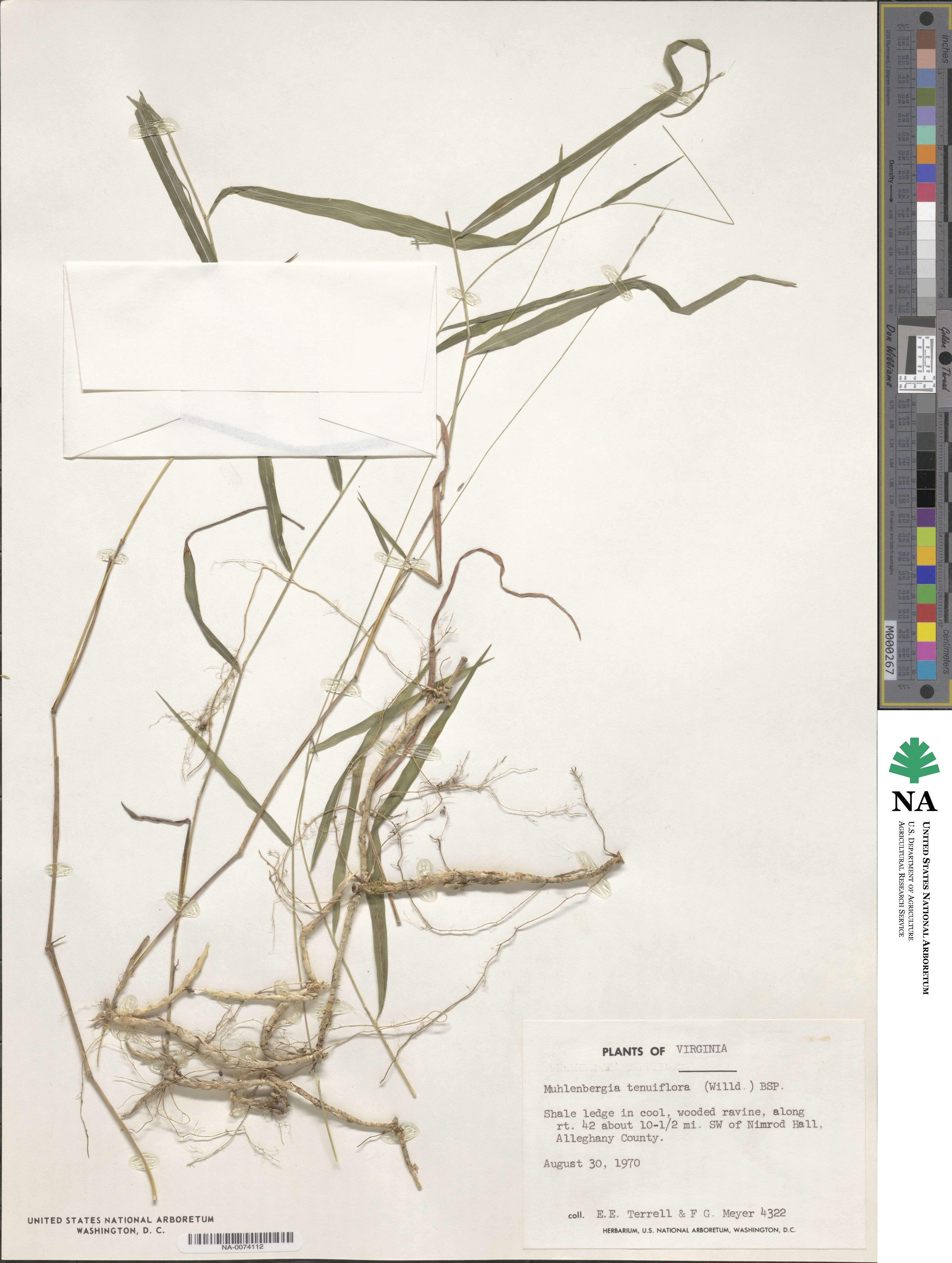 Muhlenbergia tenuiflora image