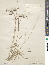 Muhlenbergia tenuiflora image