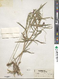 Muhlenbergia tenuiflora image