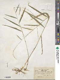 Muhlenbergia tenuiflora image