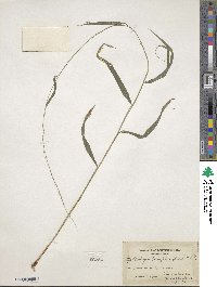 Muhlenbergia tenuiflora image