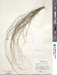 Muhlenbergia tenuifolia image