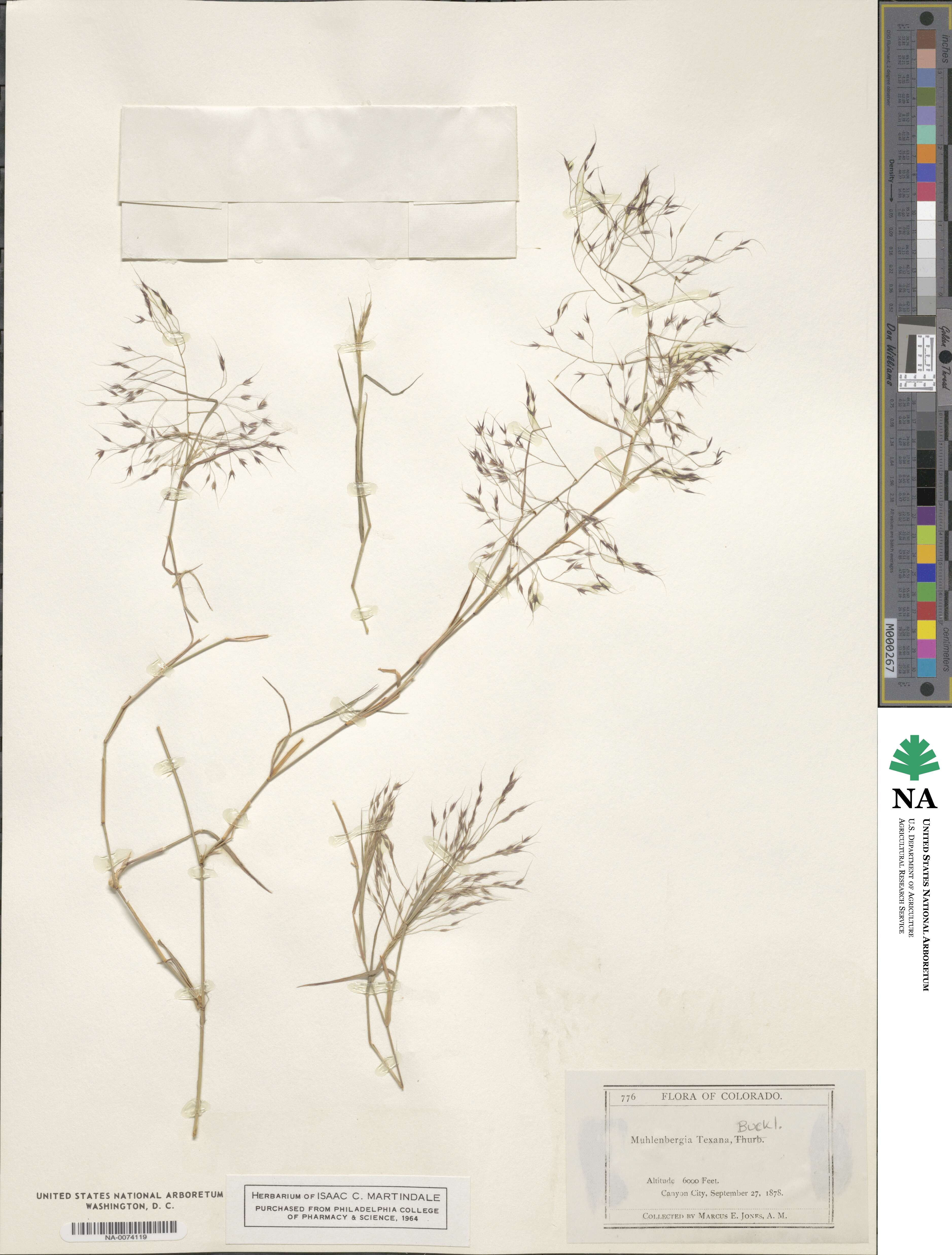 Muhlenbergia texana image