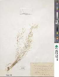 Muhlenbergia texana image