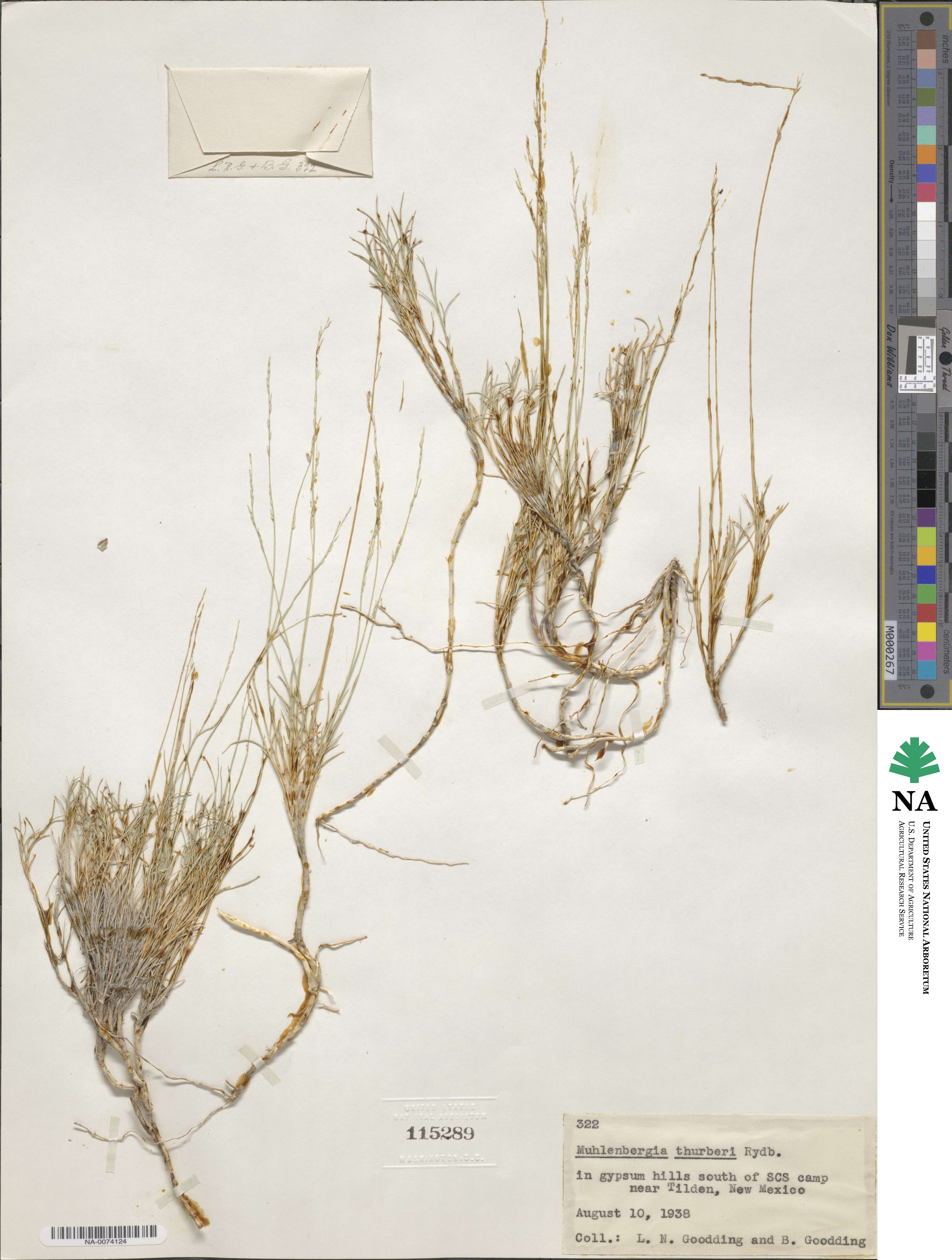 Muhlenbergia thurberi image