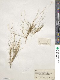Muhlenbergia thurberi image