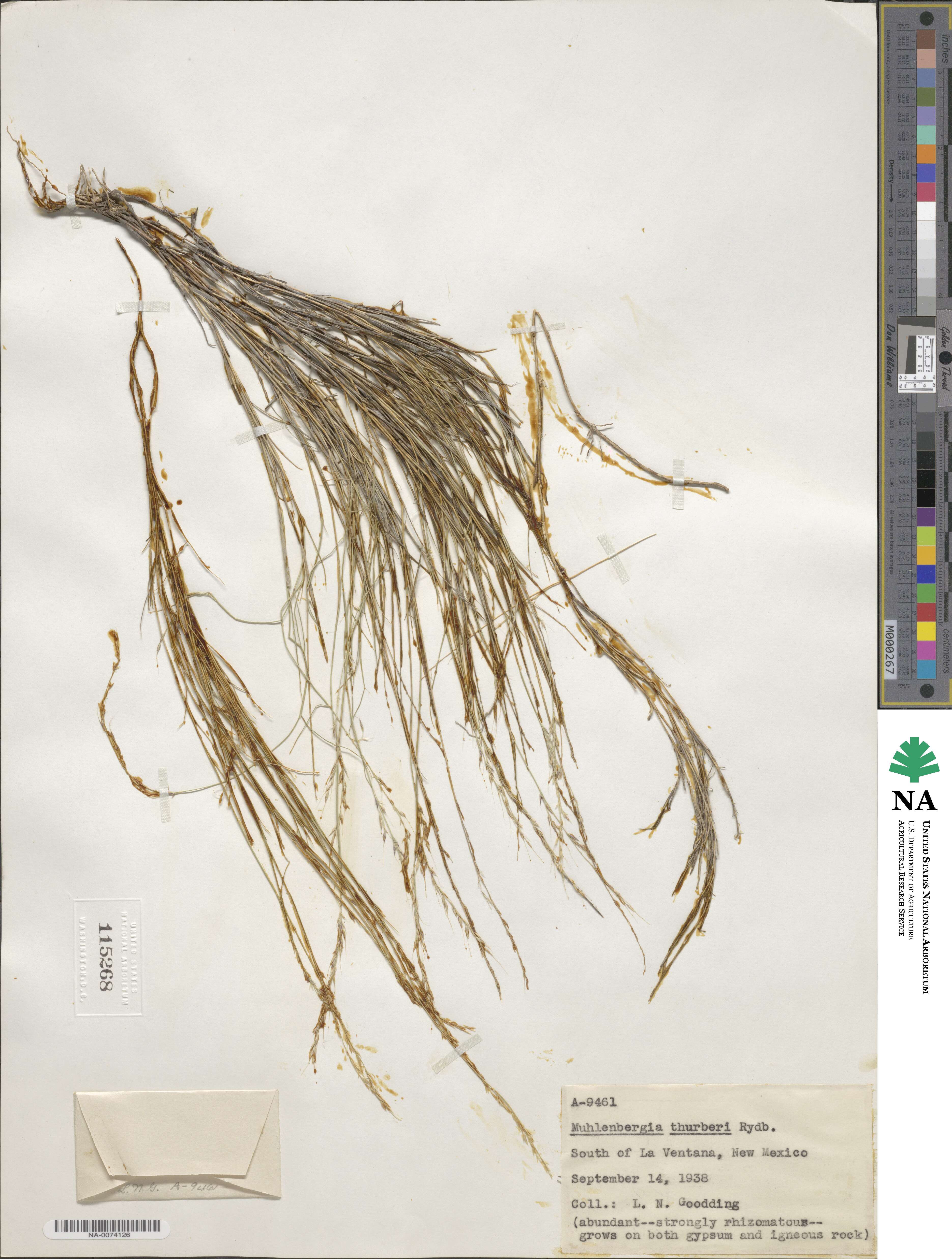 Muhlenbergia thurberi image