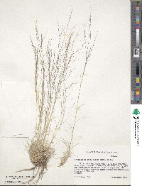 Muhlenbergia torreyi image