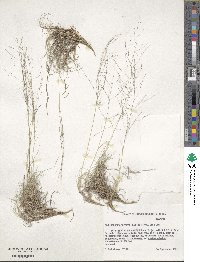 Muhlenbergia torreyi image