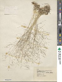 Muhlenbergia torreyi image