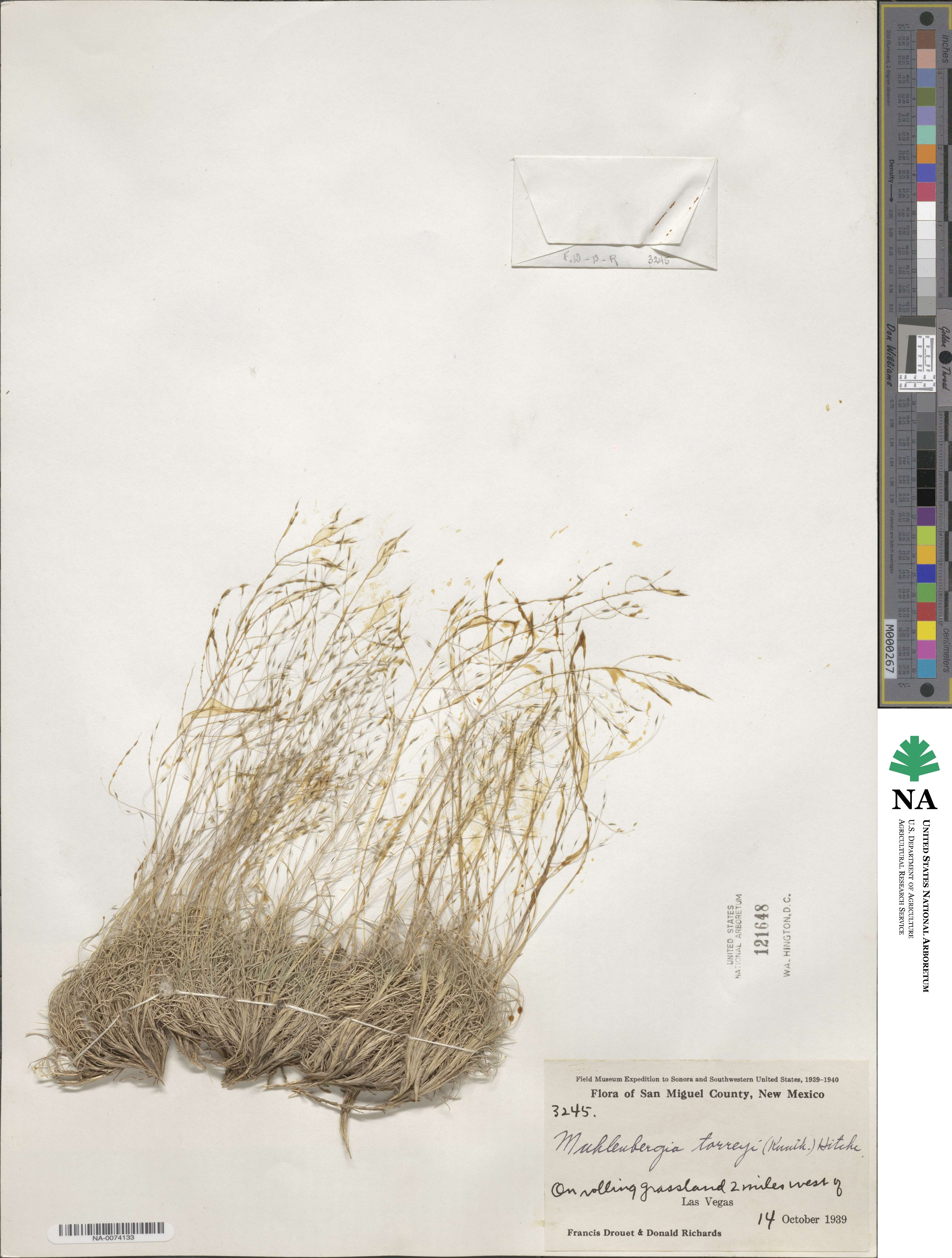 Muhlenbergia torreyi image