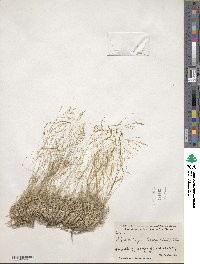 Muhlenbergia torreyi image
