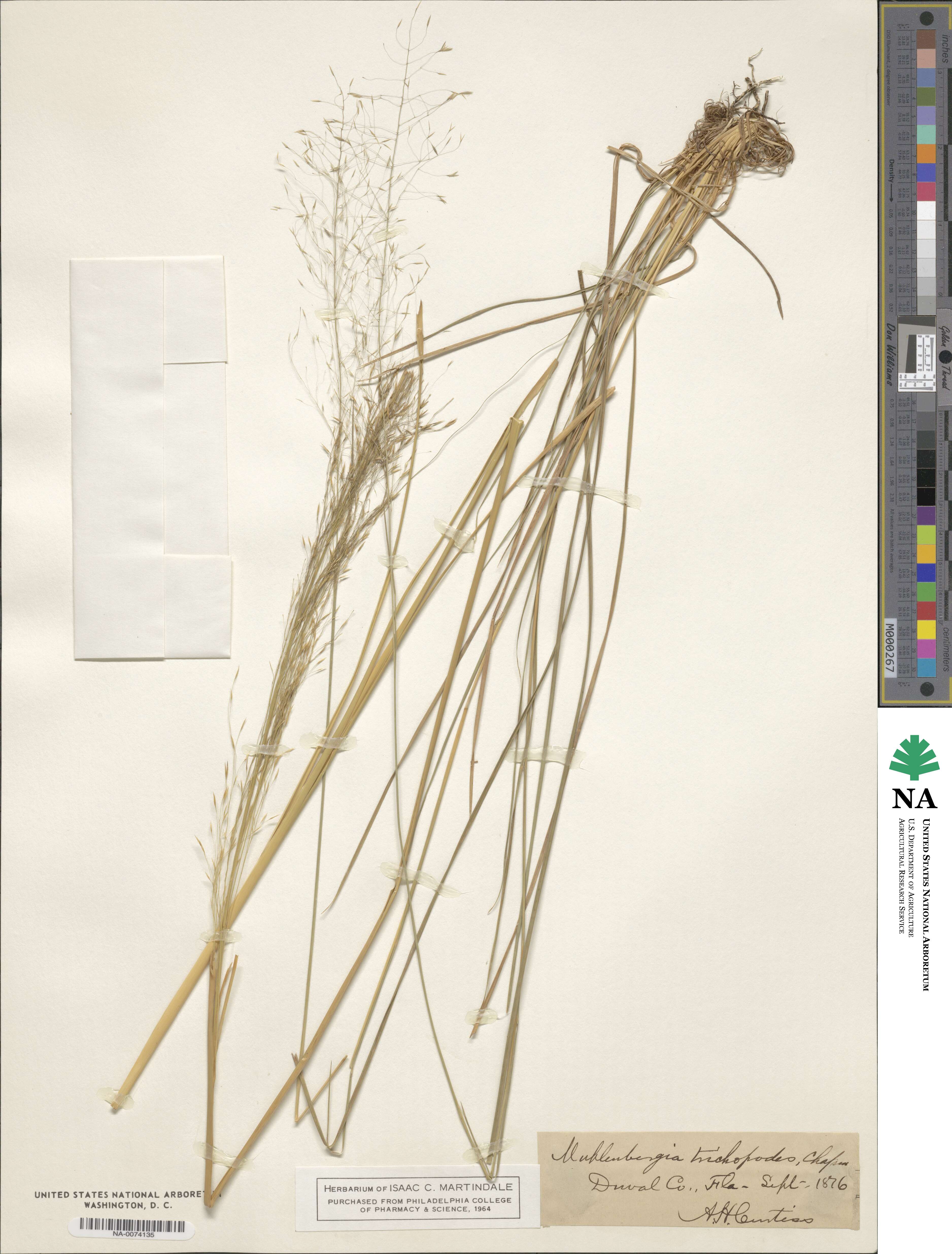 Muhlenbergia image