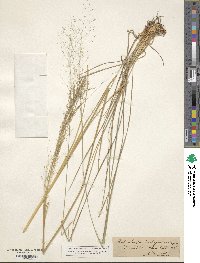 Muhlenbergia expansa image