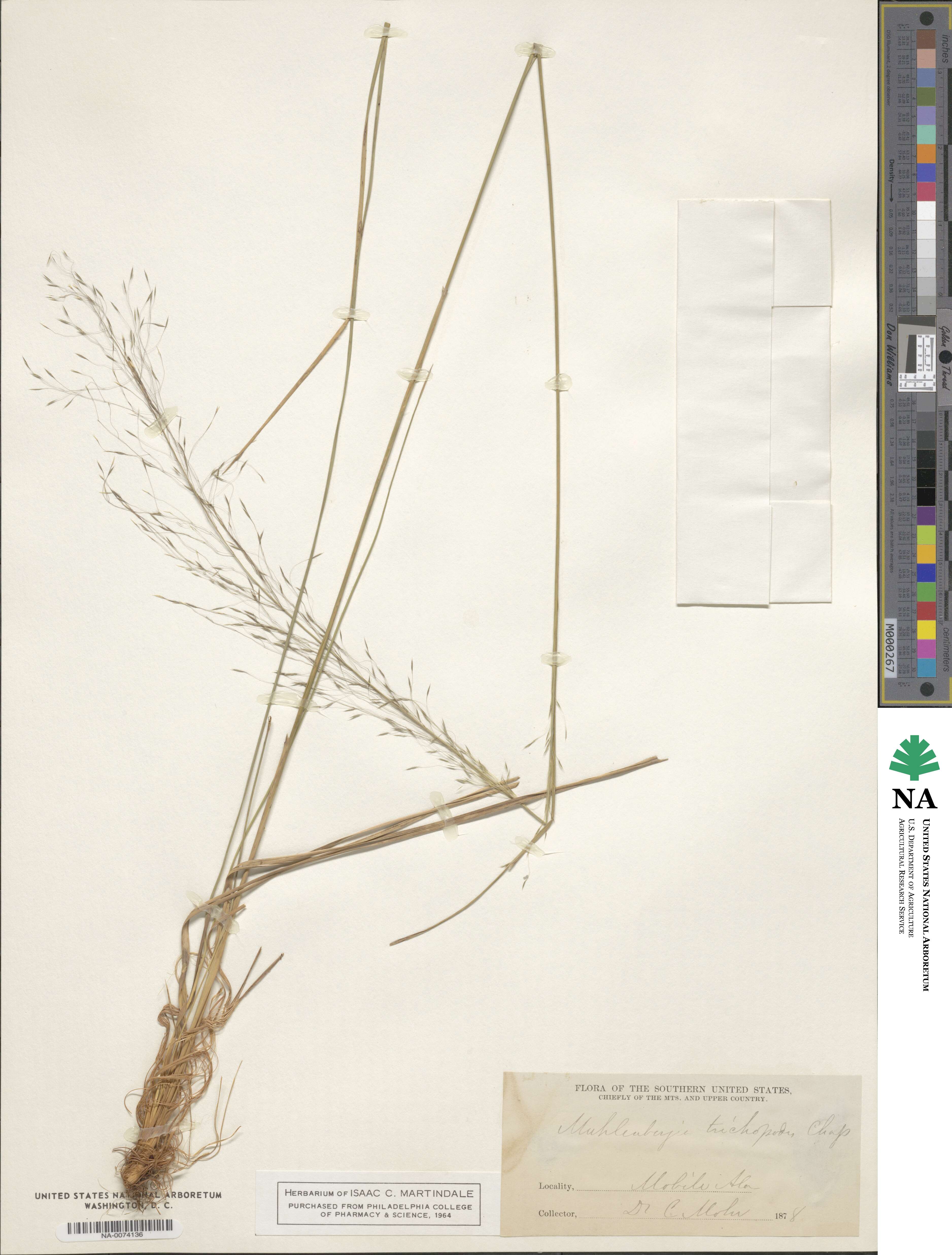 Muhlenbergia expansa image