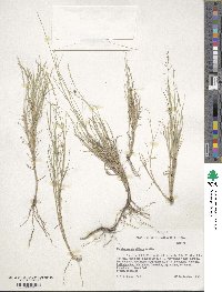 Muhlenbergia villiflora image