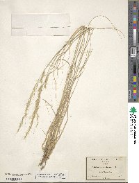 Muhlenbergia virescens image