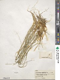 Muhlenbergia virescens image