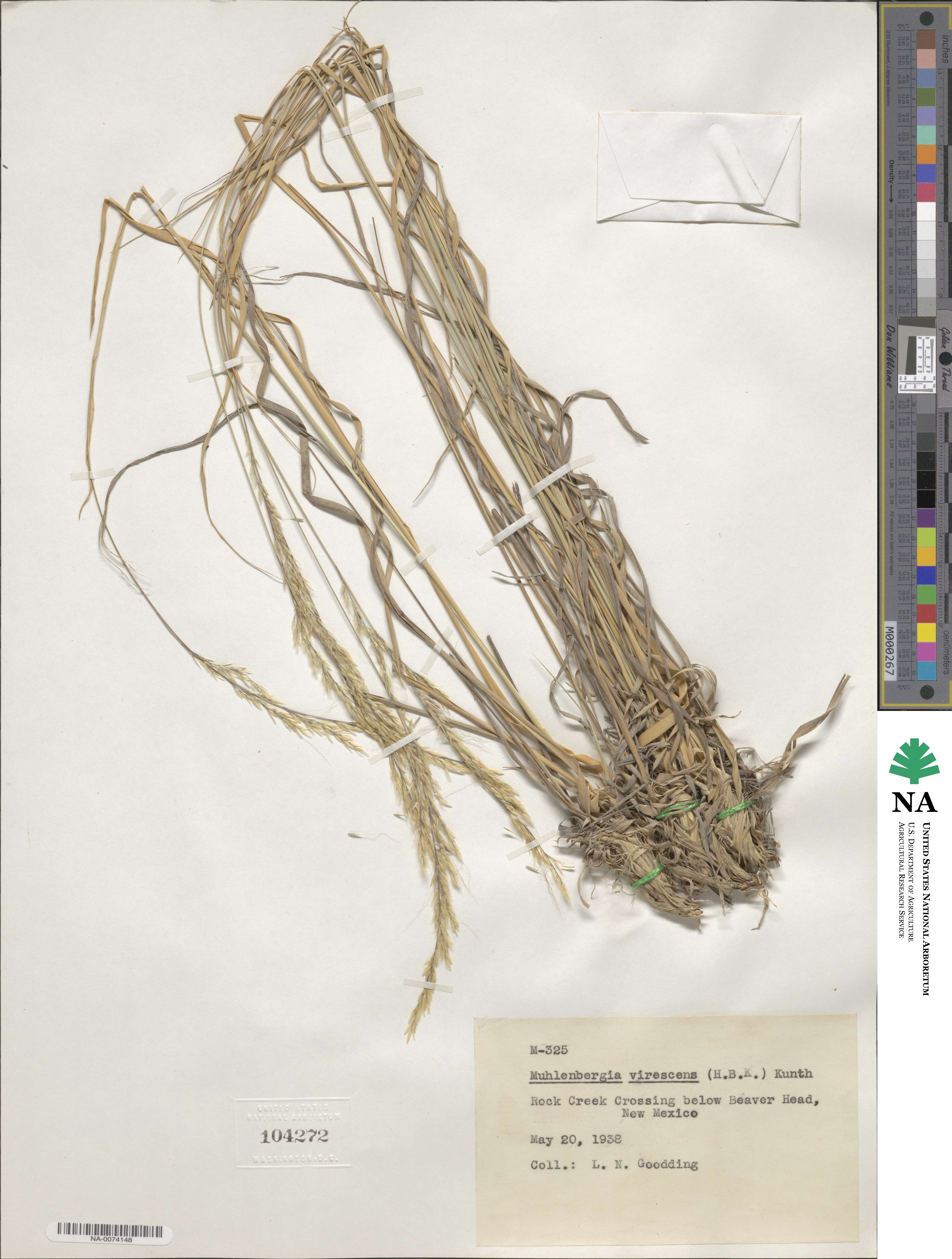 Muhlenbergia virescens image