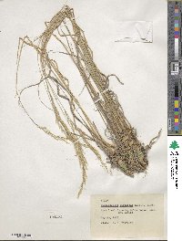 Muhlenbergia virescens image