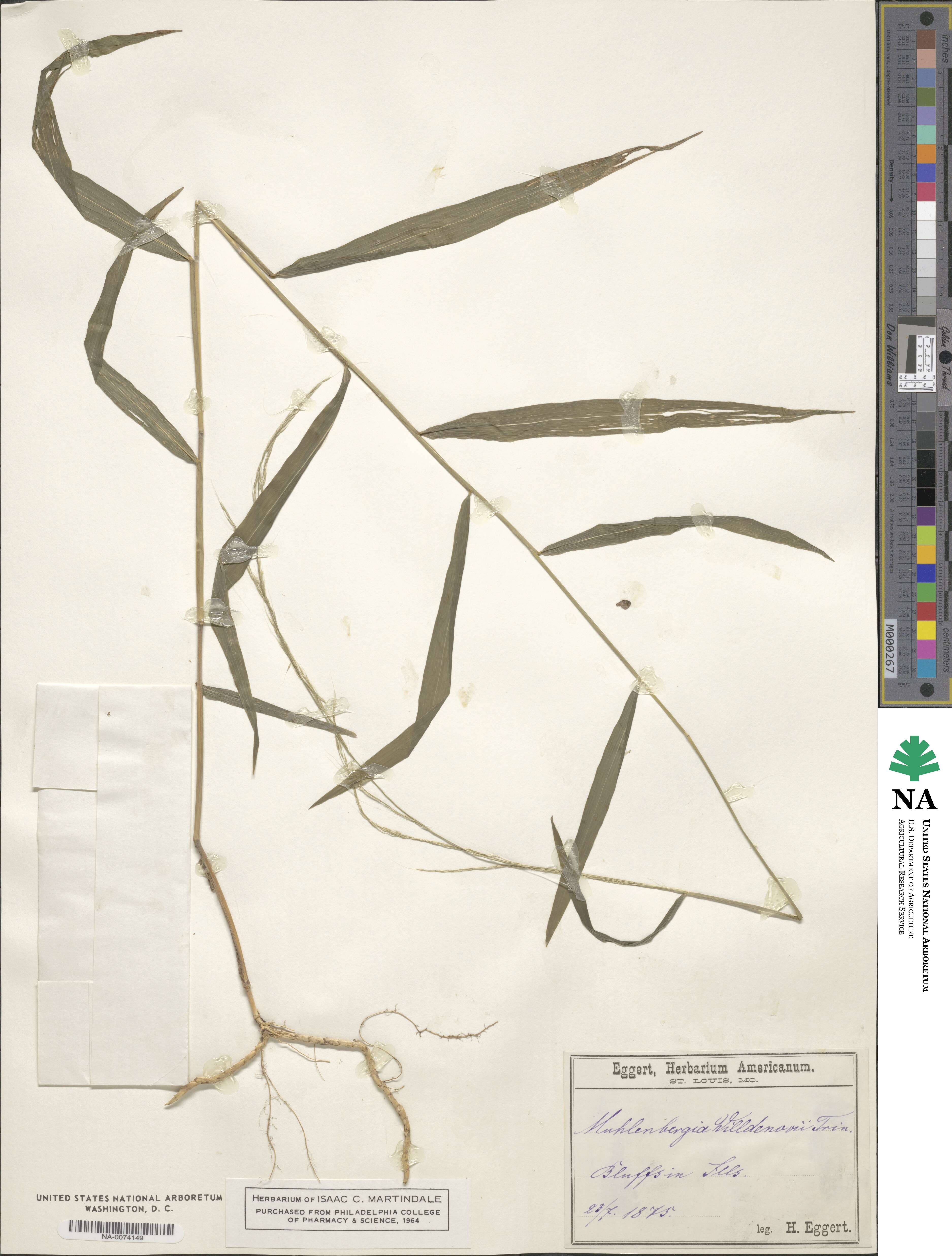 Muhlenbergia tenuiflora image