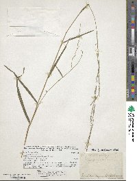 Muhlenbergia tenuiflora image