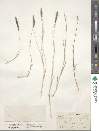 Muhlenbergia wrightii image