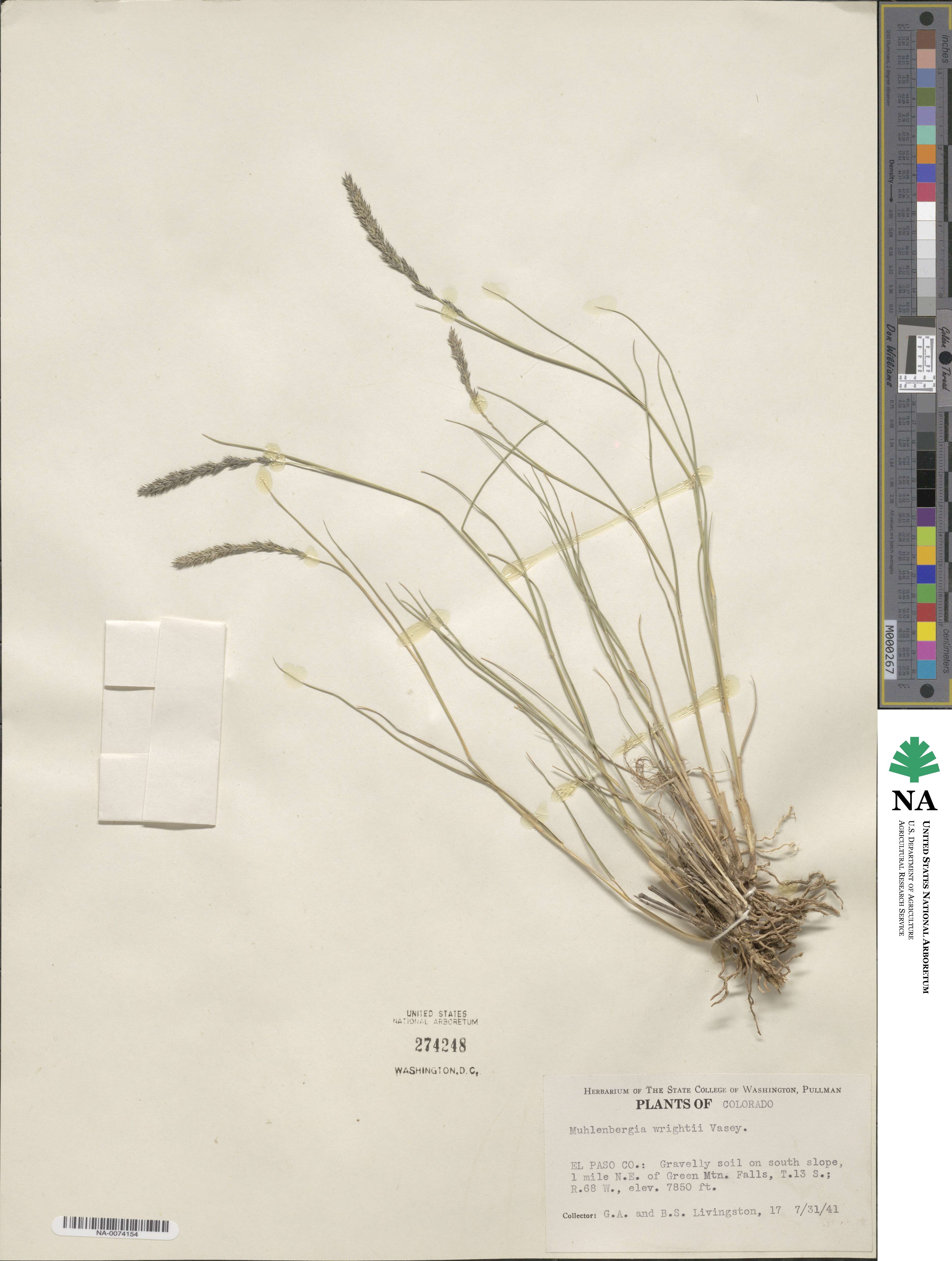 Muhlenbergia wrightii image