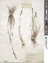 Muhlenbergia wrightii image