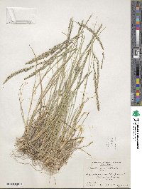 Muhlenbergia wrightii image