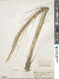 Muhlenbergia elongata image