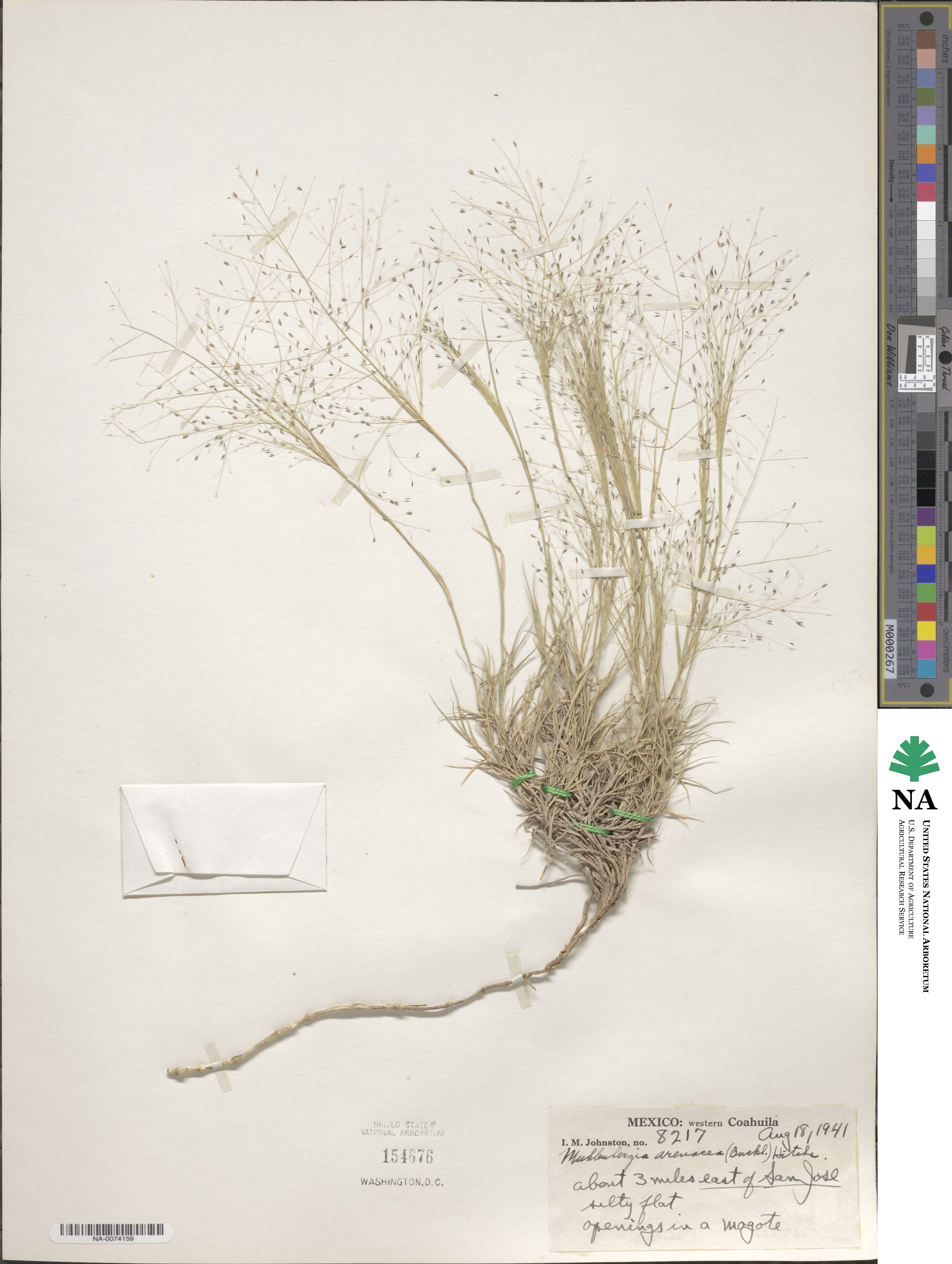 Muhlenbergia arenacea image