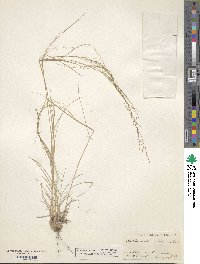 Muhlenbergia arenicola image