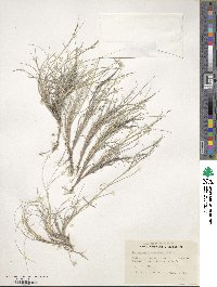 Muhlenbergia arenicola image