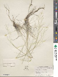 Muhlenbergia arenicola image