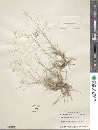 Muhlenbergia arenicola image