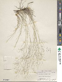 Muhlenbergia arenicola image