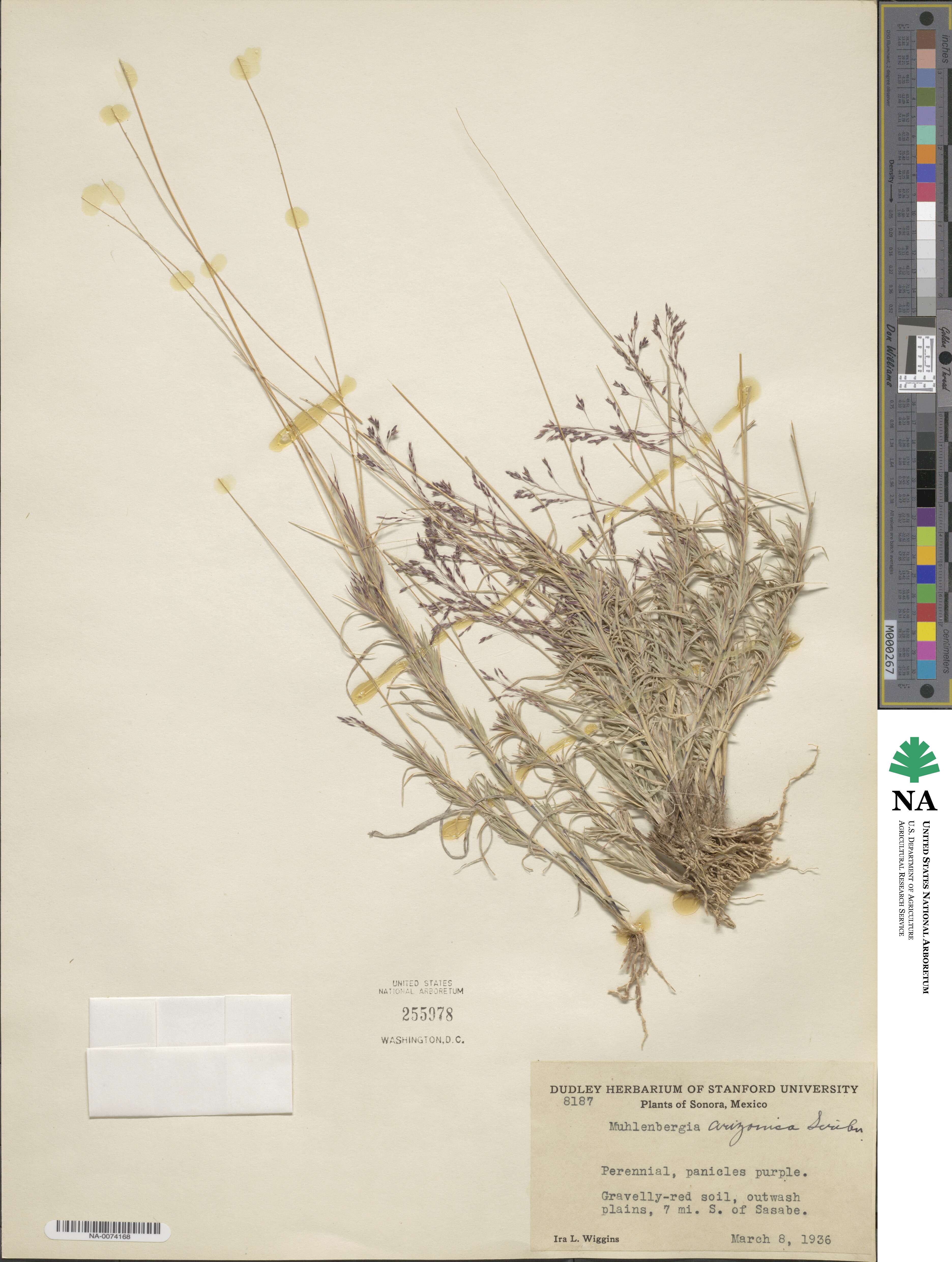 Muhlenbergia arizonica image