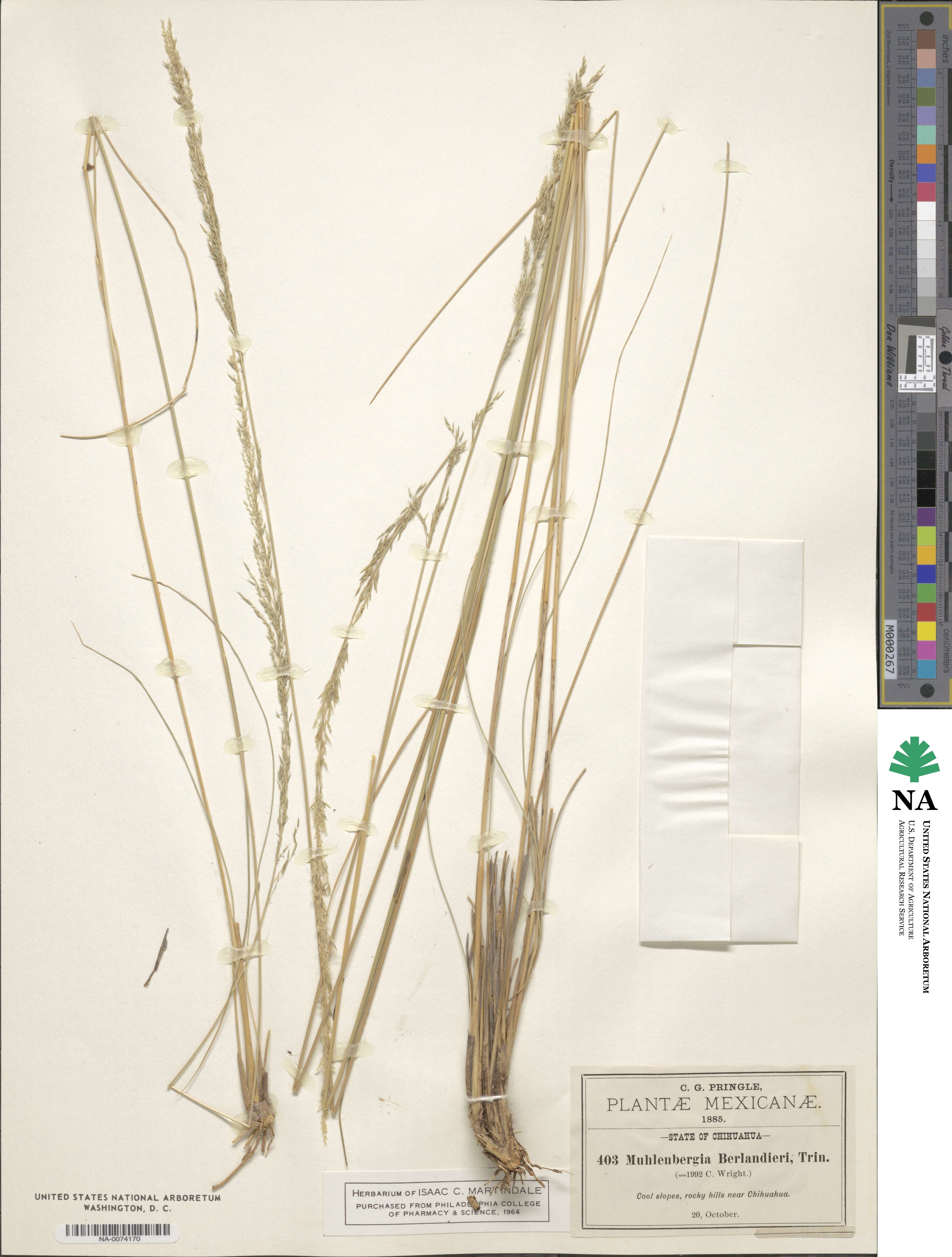 Muhlenbergia rigida image