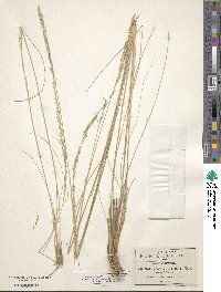 Muhlenbergia rigida image