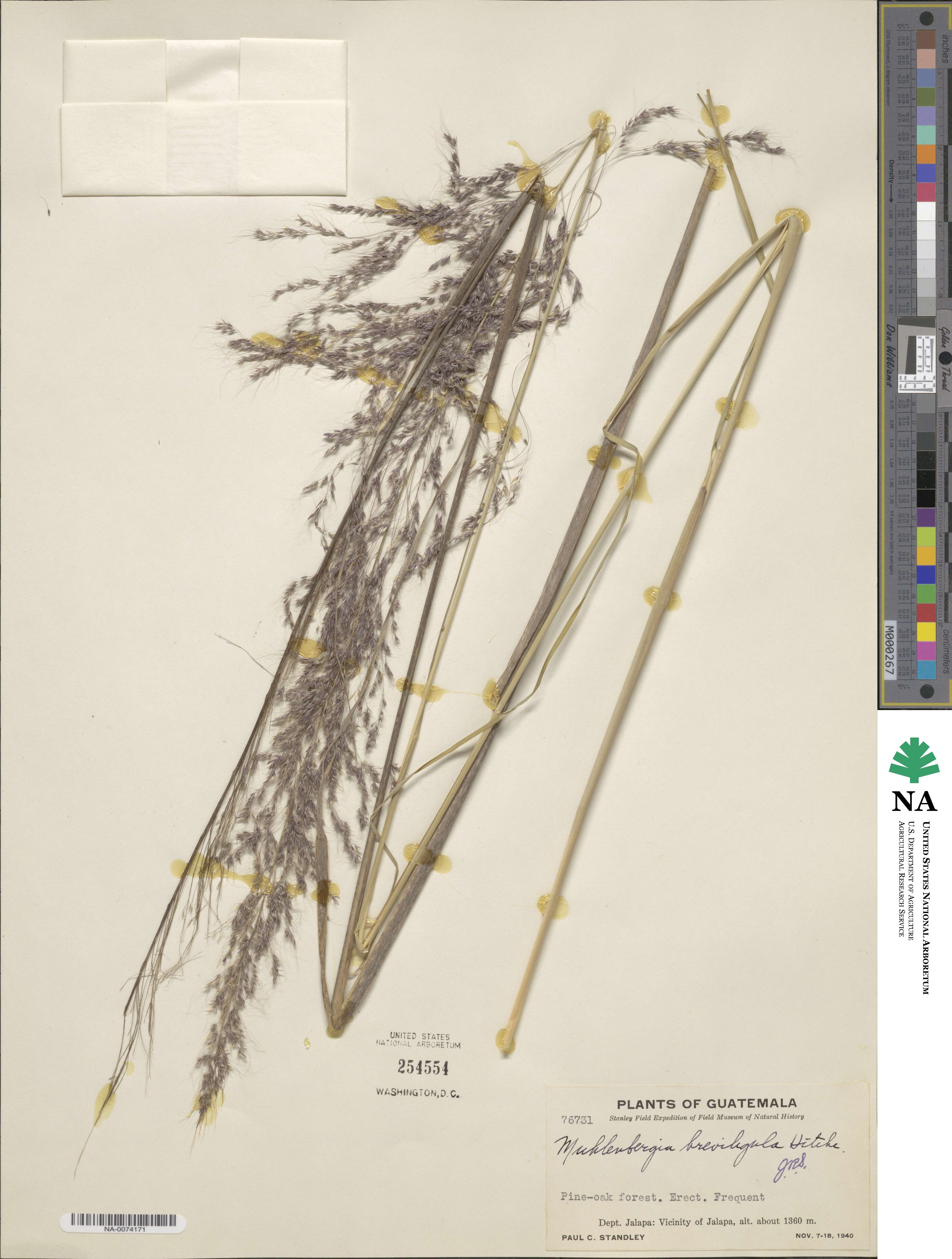 Muhlenbergia breviligula image