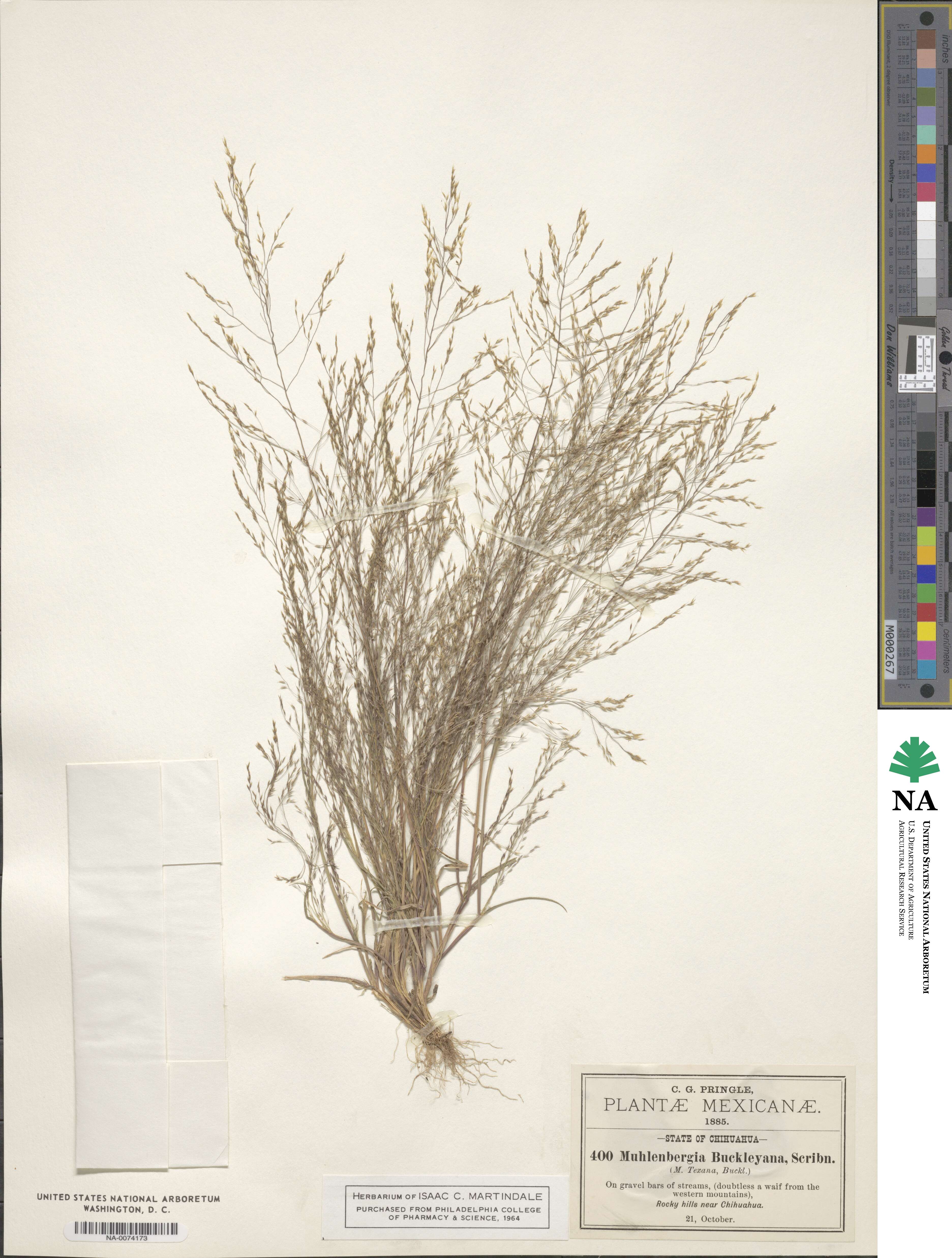 Muhlenbergia texana image