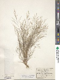 Muhlenbergia texana image