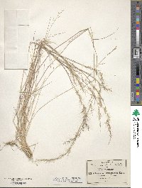 Muhlenbergia tenuifolia image