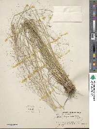 Muhlenbergia capillaris image