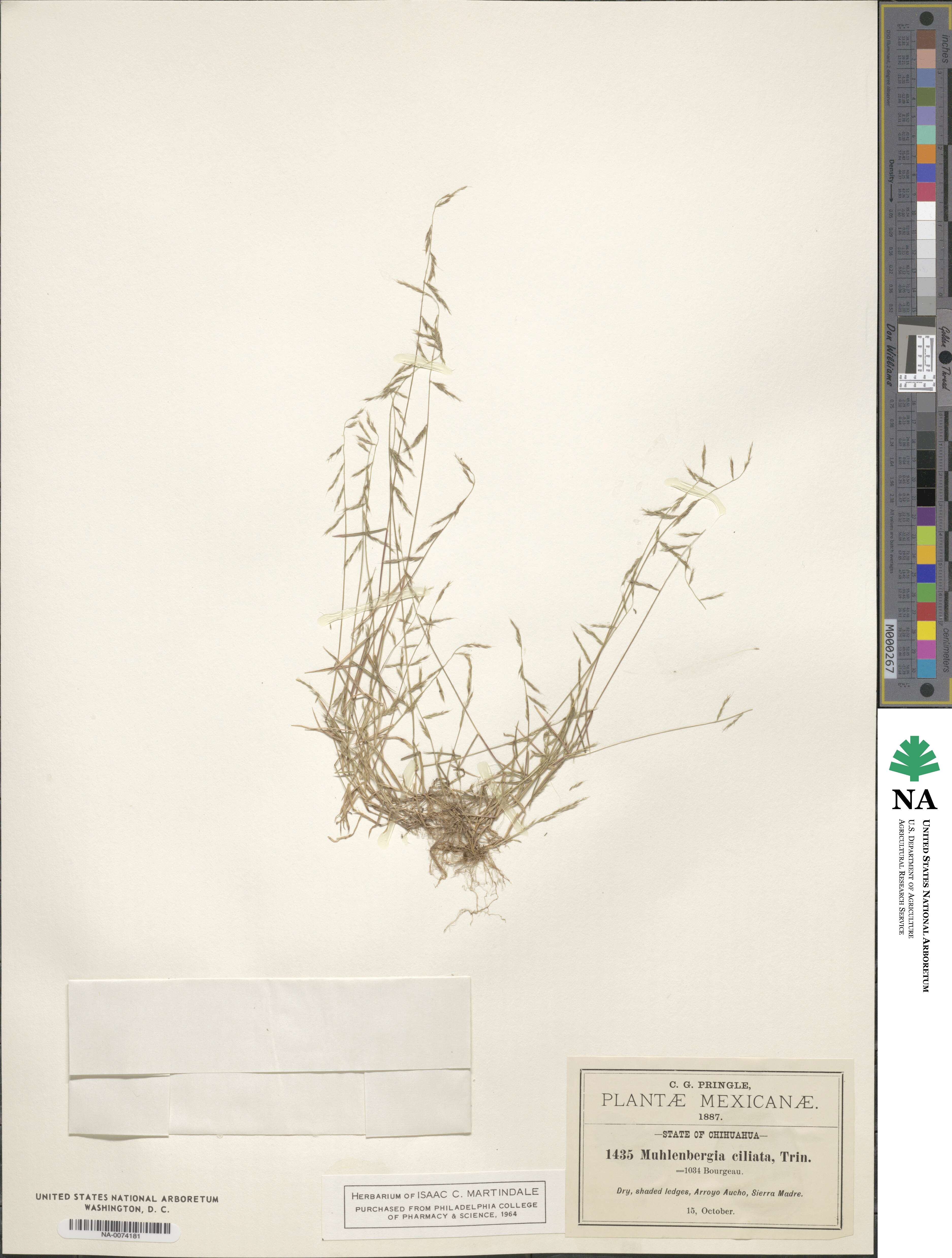 Muhlenbergia ciliata image