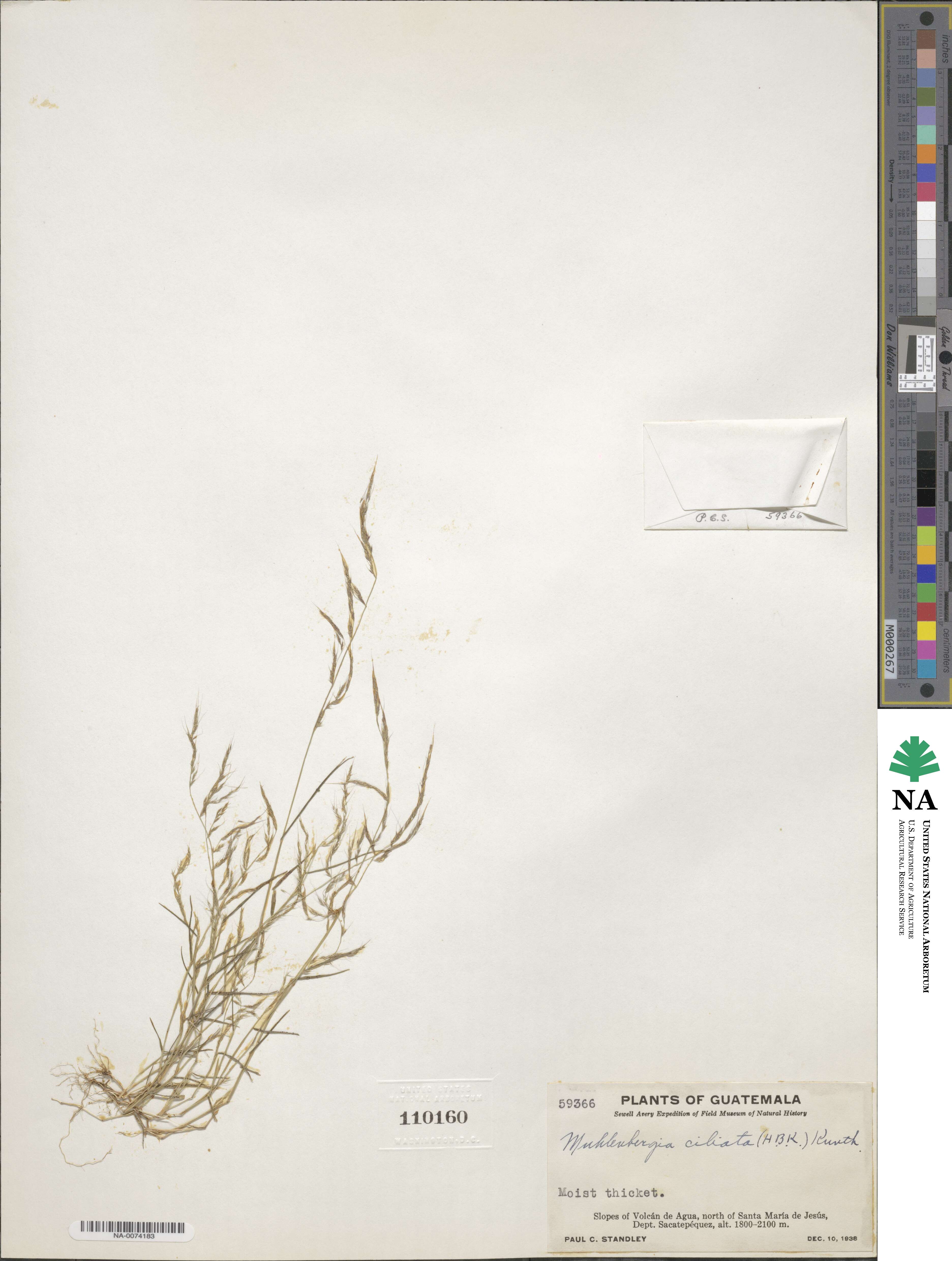 Muhlenbergia ciliata image