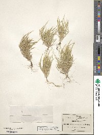 Muhlenbergia depauperata image